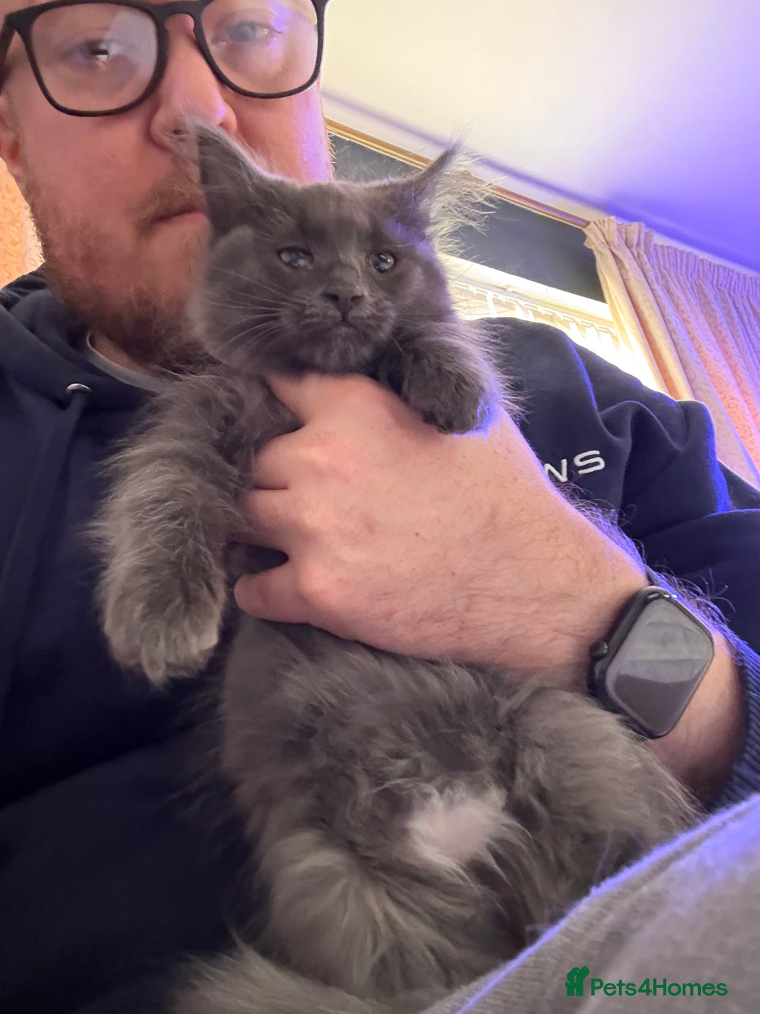 Ragcoon cats for sale: 2 x female Ragcoons - ready to leave - Advert 1