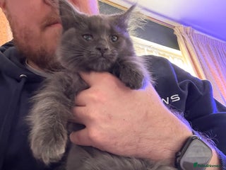 Ragcoon cats 2 x female Ragcoons - ready to leave - Advert 2