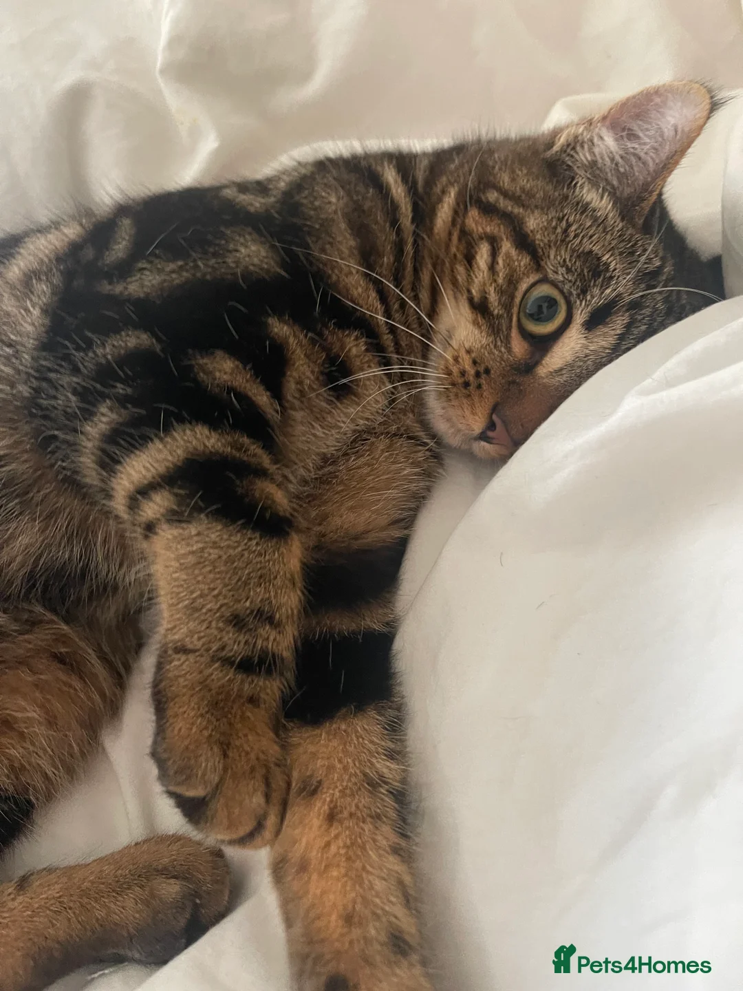 Bengal cats for sale: Mixed bengal kitten - Advert 3