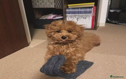 Toy Poodle dogs for sale: Red toy poodle puppies  - Image 1