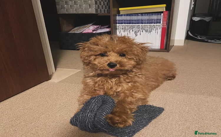 Toy Poodle dogs - Advert 14