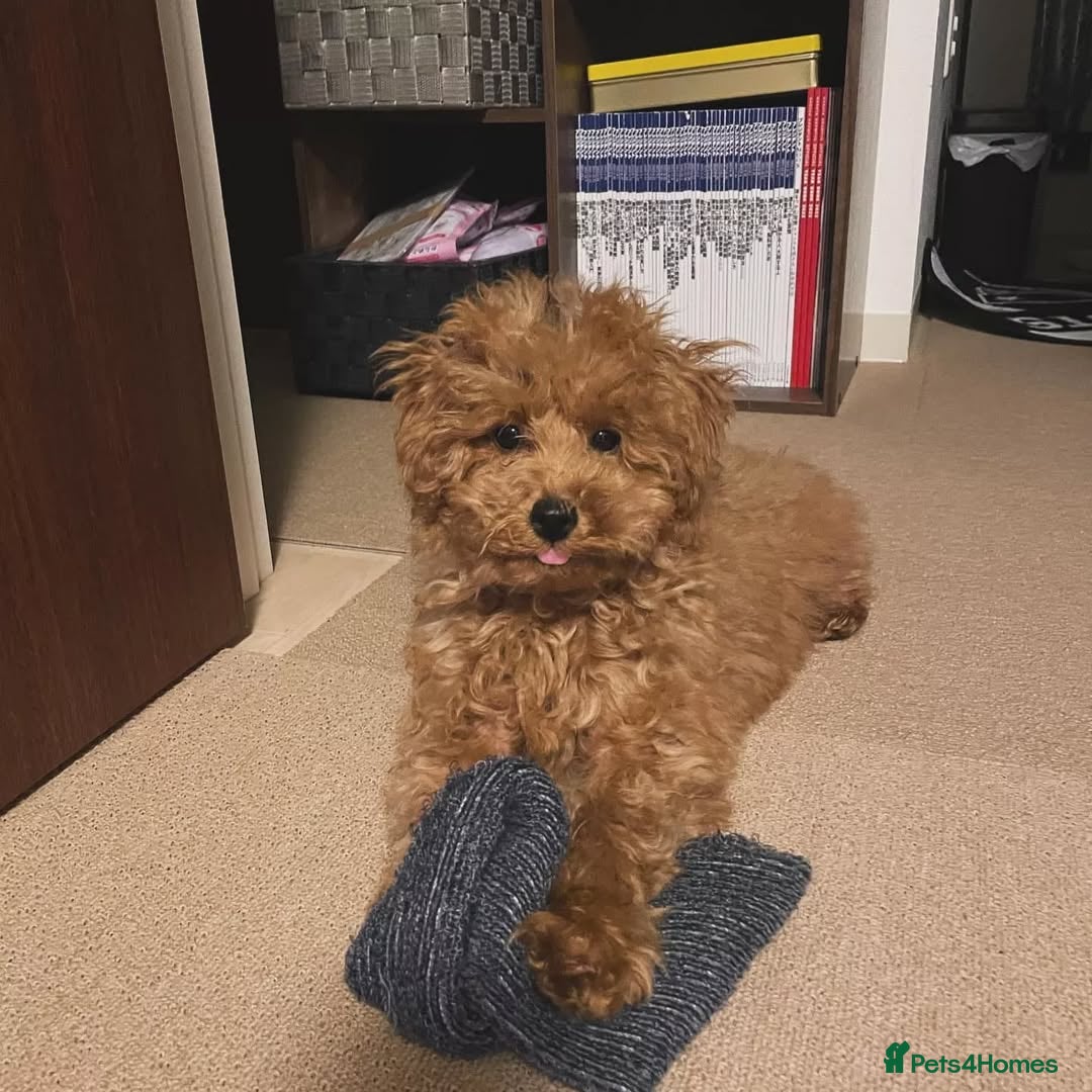 Toy Poodle dogs for sale: Red toy poodle puppies  - Image 1