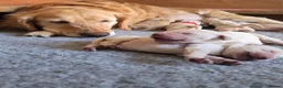 Golden Retriever dogs for sale: 7 KC registered Golden Retriever puppies available - Advert 3
