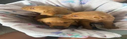 Labrador Retriever dogs for sale: Fox red Labrador puppies  in Perth - Advert 4