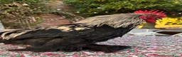 Chickens poultry for sale: Pekin Bantam Cockerel  in Eye - Advert 2
