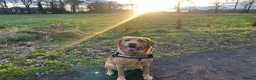 Labrador Retriever dogs for sale: Beautiful Red Fox Labrador Retriever Puppies - Advert 6