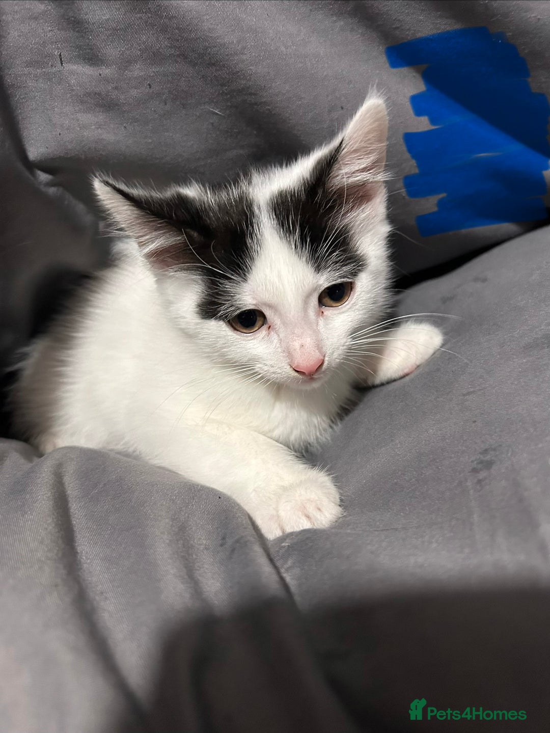 Mixed Breed cats for sale: Kittens for sale 2 male 3 female  - Advert 2