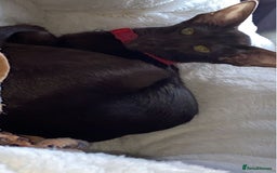 Oriental cats for sale: GCCF Oriental Shorthair Neutered Female For Sale - Image 6