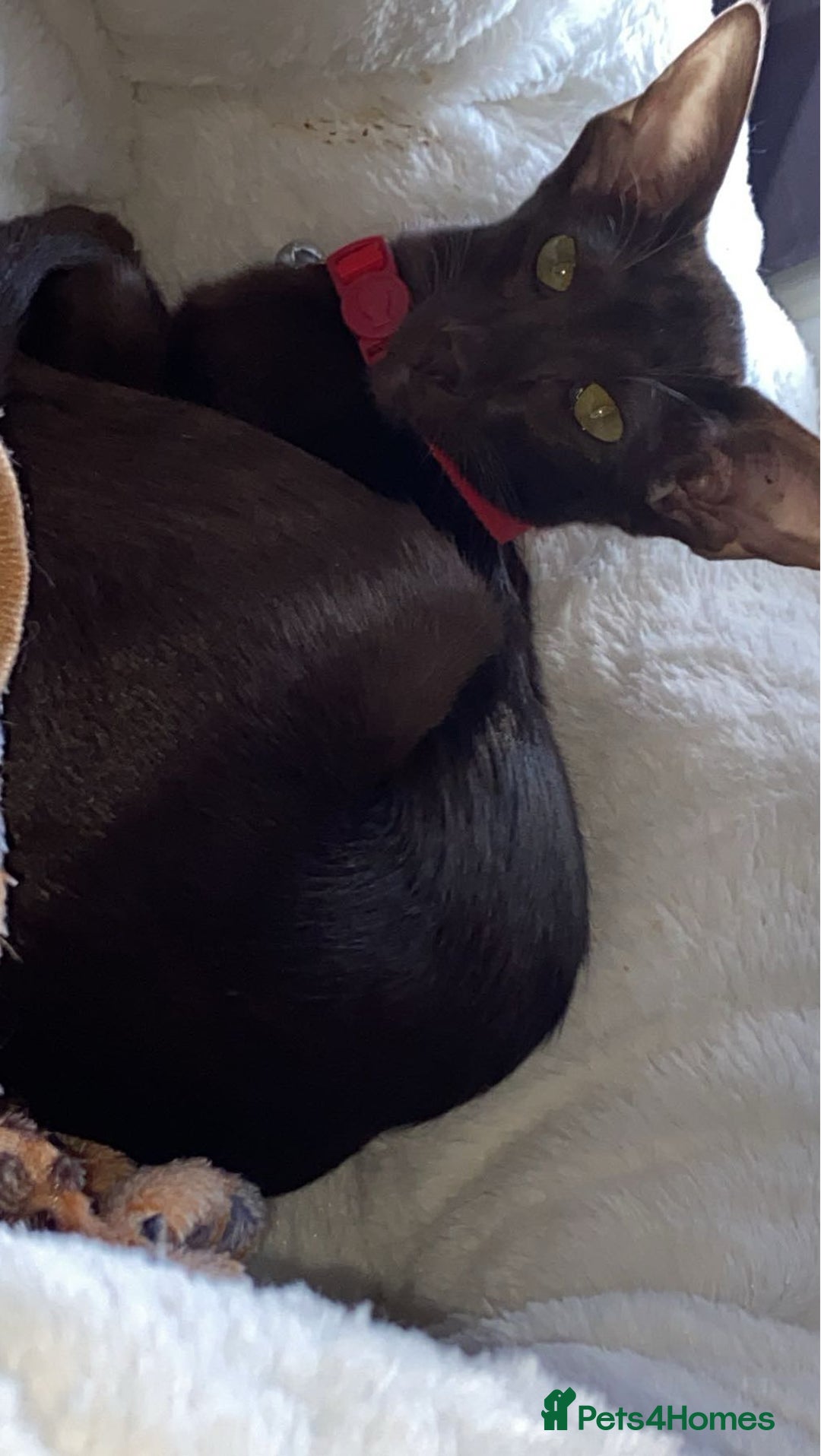 Oriental cats for sale: GCCF Oriental Shorthair Neutered Female For Sale - Image 6