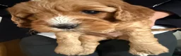 Cockapoo dogs for sale: Gorgeous cockapoo puppies in Nottingham - Advert 8