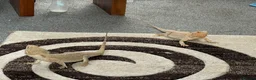 Bearded Dragon reptiles for sale: Female bearded dragon for sale in Wallsend - Advert 4