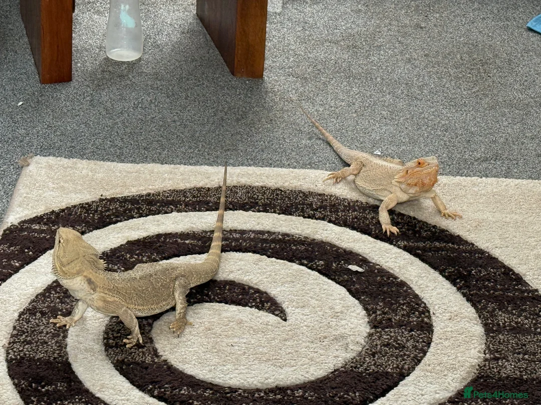 Bearded Dragon reptiles for sale: Female bearded dragon for sale in Wallsend - Advert 4