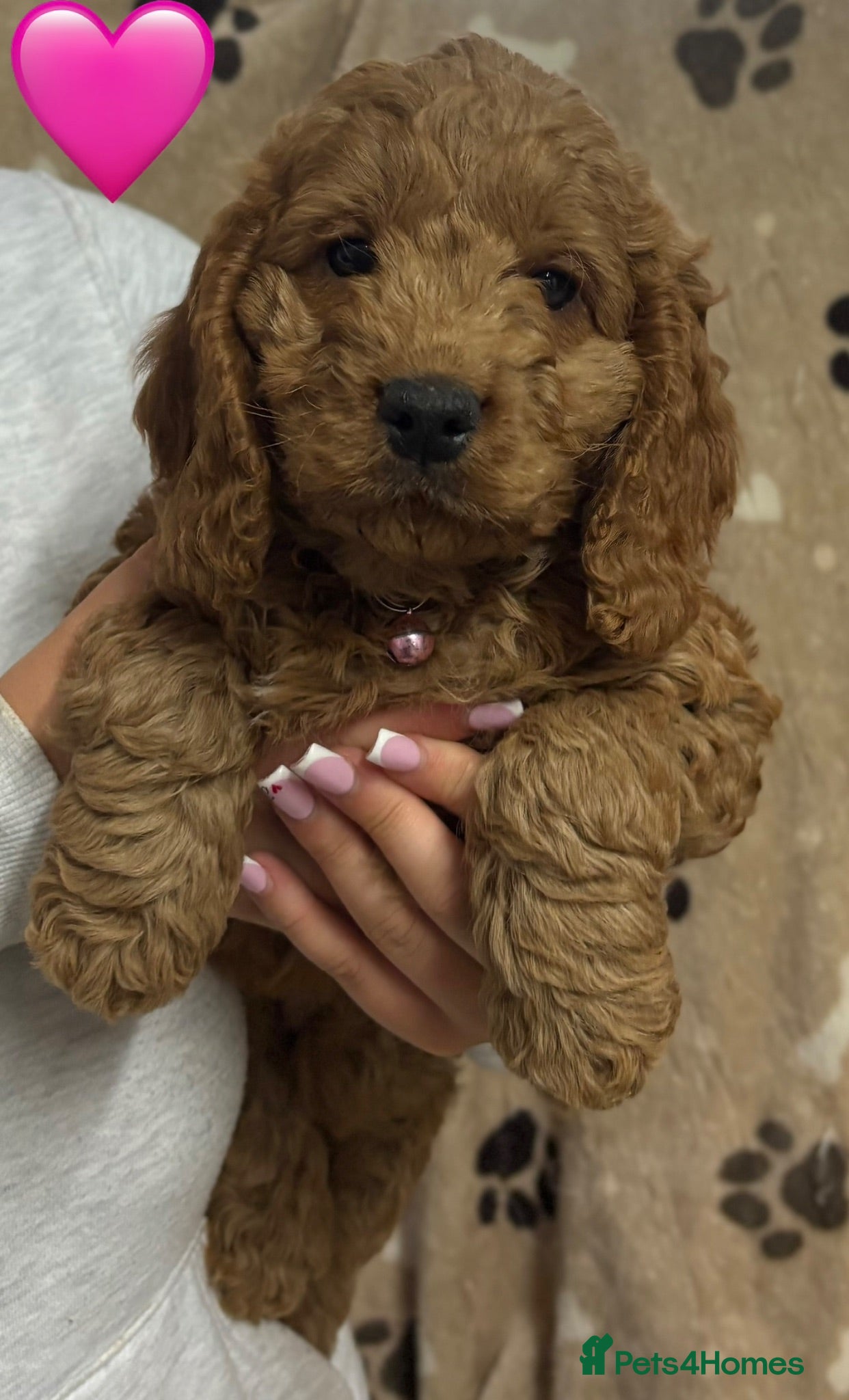 Cockapoo dogs Ready Now Miniature F1B Cockapoo puppies for ssle - Advert 2