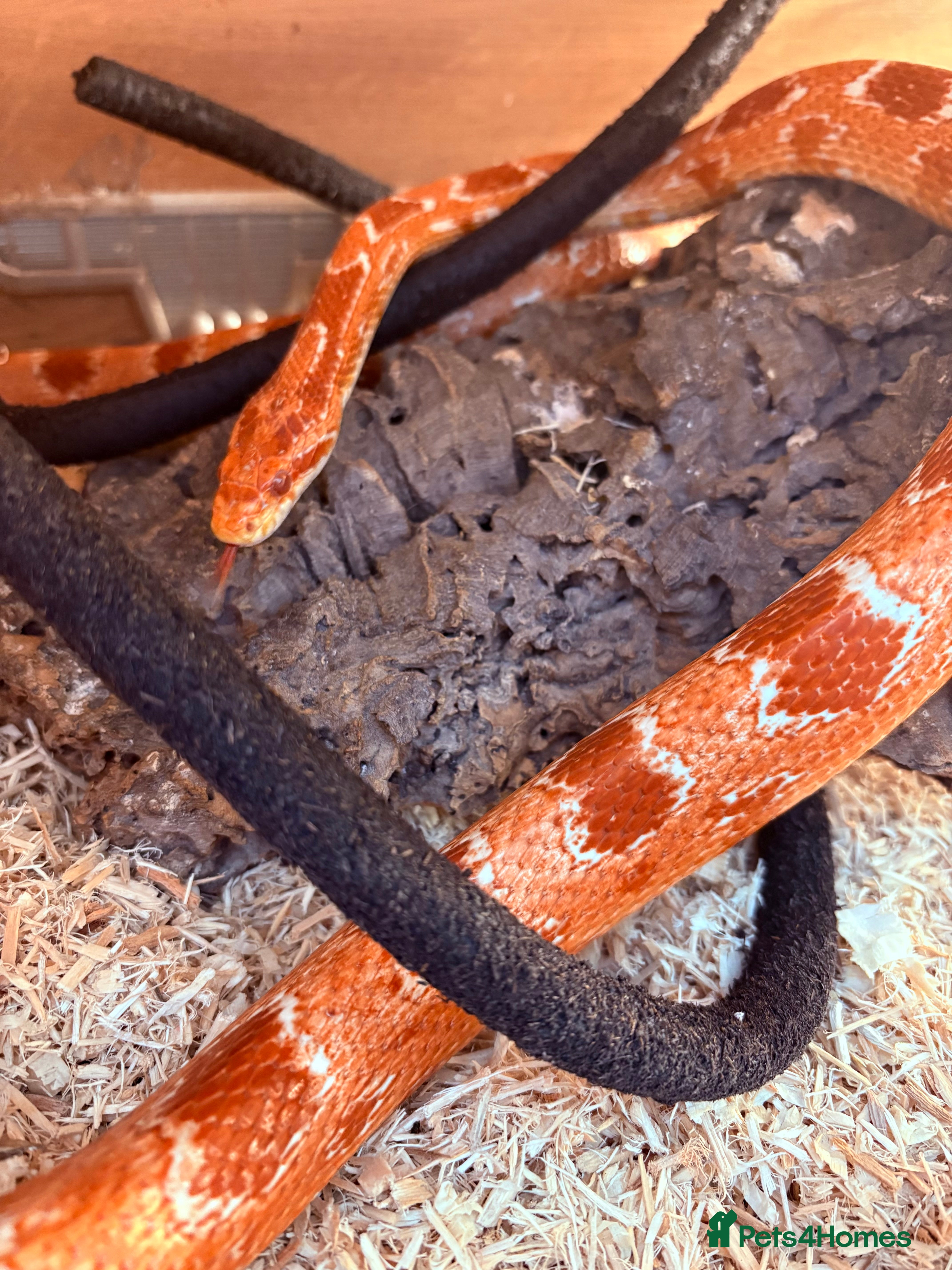 Corn Snake reptiles  Corn snake  - Advert 3