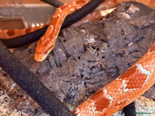 Corn Snake reptiles Corn snake - Advert 1