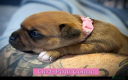 Staffordshire Bull Terrier dogs for sale: Outstanding Vangerbull Red SBT litter!  - Image 5