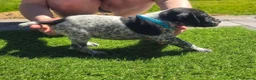 German Shorthaired Pointer dogs for sale: Stunning example of KC German Shorthaired Pointers in Tredegar - Advert 14