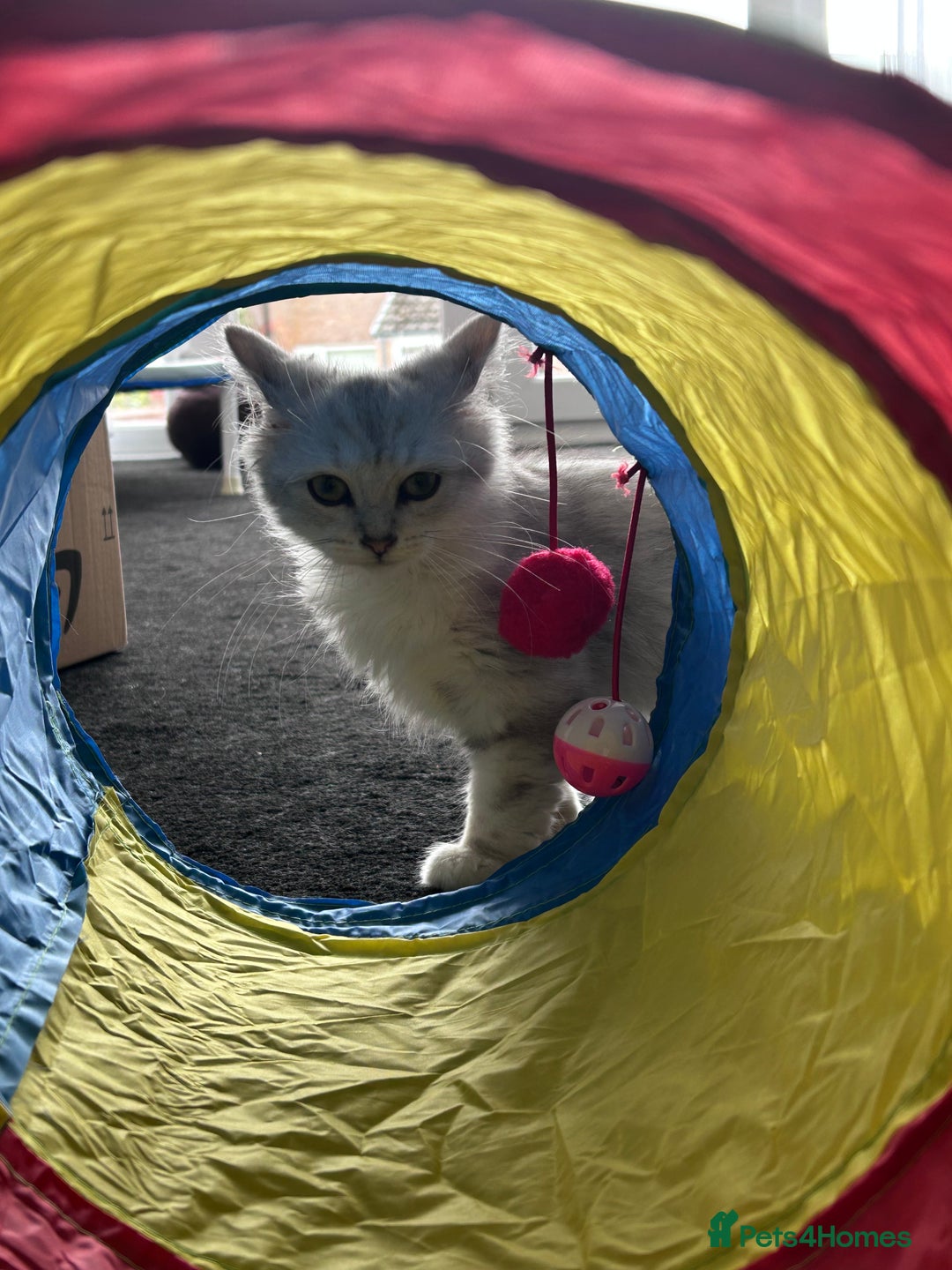 Siberian cats for sale: Adorable Siberian Kitten - Image 6