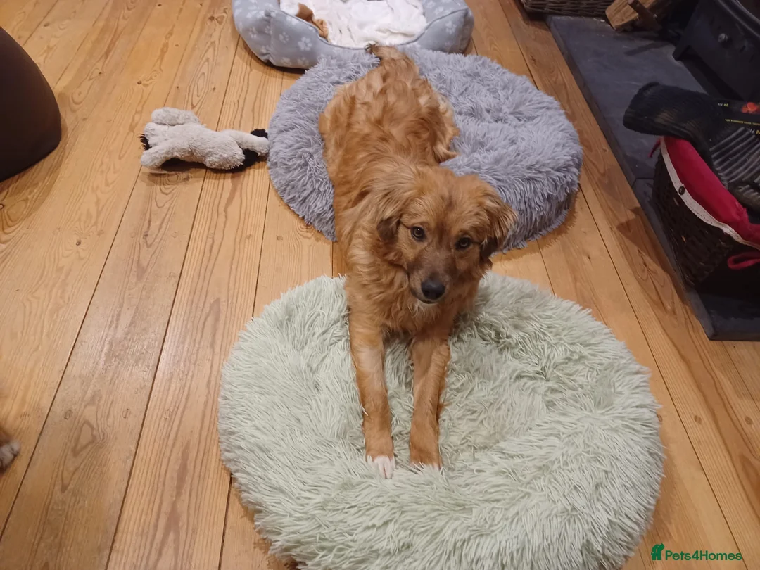 Mixed Breed dogs for adoption: Tomaso  - Advert 1