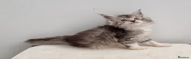 Silver and white female 