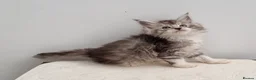 Maine Coon cats for sale: GCCF Pedigree Maine Coon Kittens for sale  - Advert 6