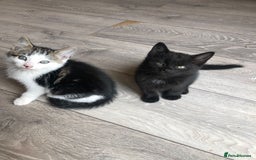 Mixed Breed cats for sale: Kittens for ready for new homes - Image 4