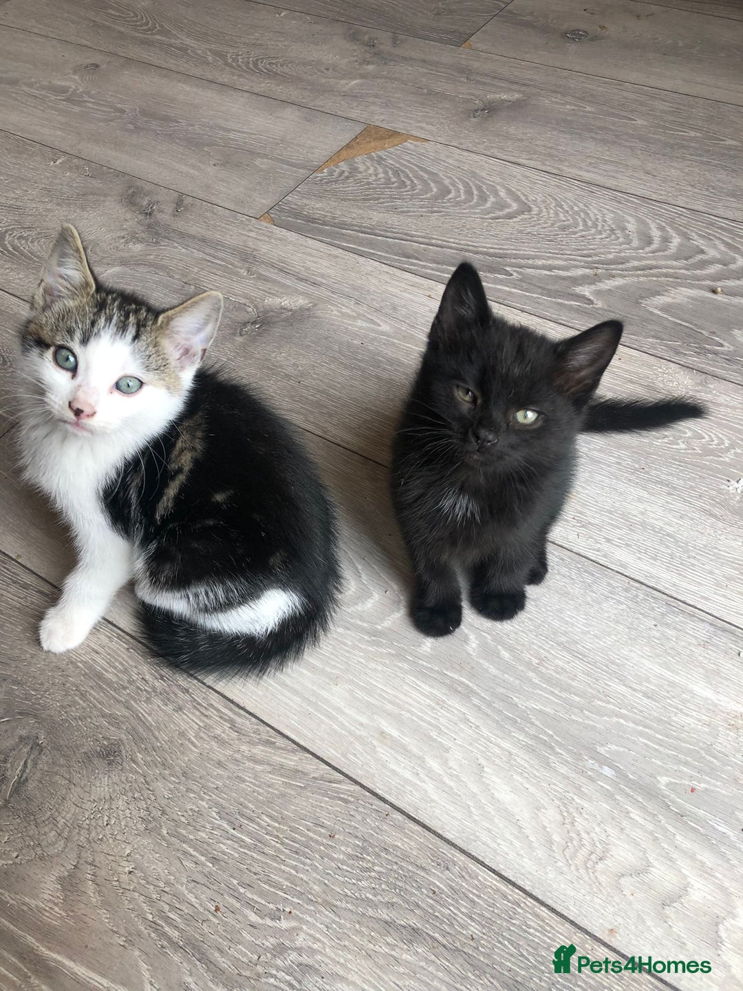 Mixed Breed cats for sale: Kittens for ready for new homes - Image 4