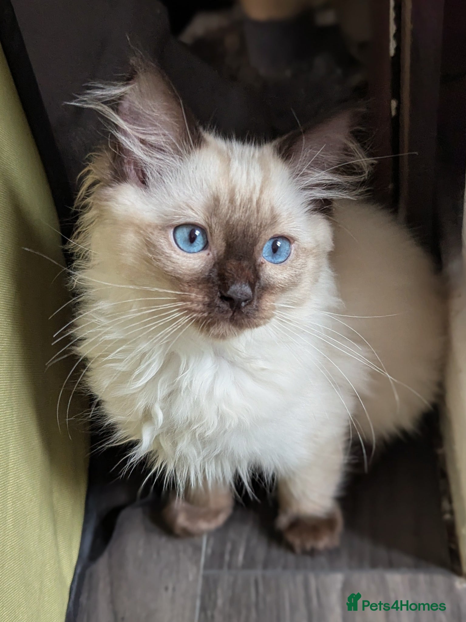 Ragdoll cats READY NOW 🩵 LAST BOY AVAILABLE! 🩵 - Advert 18