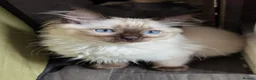 Ragdoll cats for sale: 🩵💖🩵READY FOR MY NEW HOME🥹🩵💖🩵  - Advert 4
