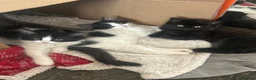 Ragdoll cats for sale: Kitten (Ragdoll mix) in Edinburgh - Advert 1