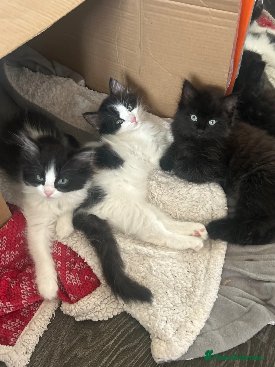 Ragdoll cats for sale: Kitten (Ragdoll mix) in Edinburgh - Advert 1