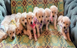Golden Retriever dogs for sale: ❤️ Superb Litter of Golden Retriever Puppies ❤️ - Image 26