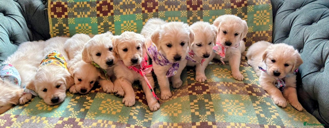 Golden Retriever dogs for sale: ❤️ Superb Litter of Golden Retriever Puppies ❤️ - Image 26