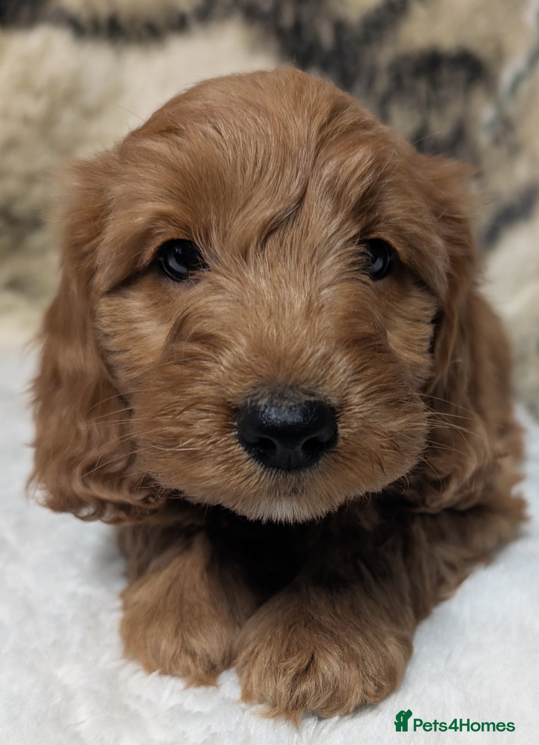 Cockapoo dogs for sale: Beautiful F1 Cockapoo puppies DNA clear  - Image 19