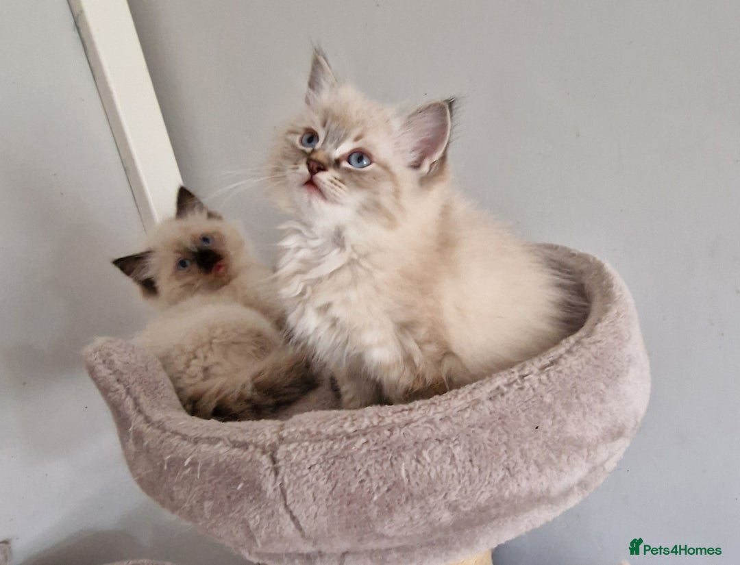 Ragdoll cats for sale: beautiful Ragdool ready for new parents - Image 2