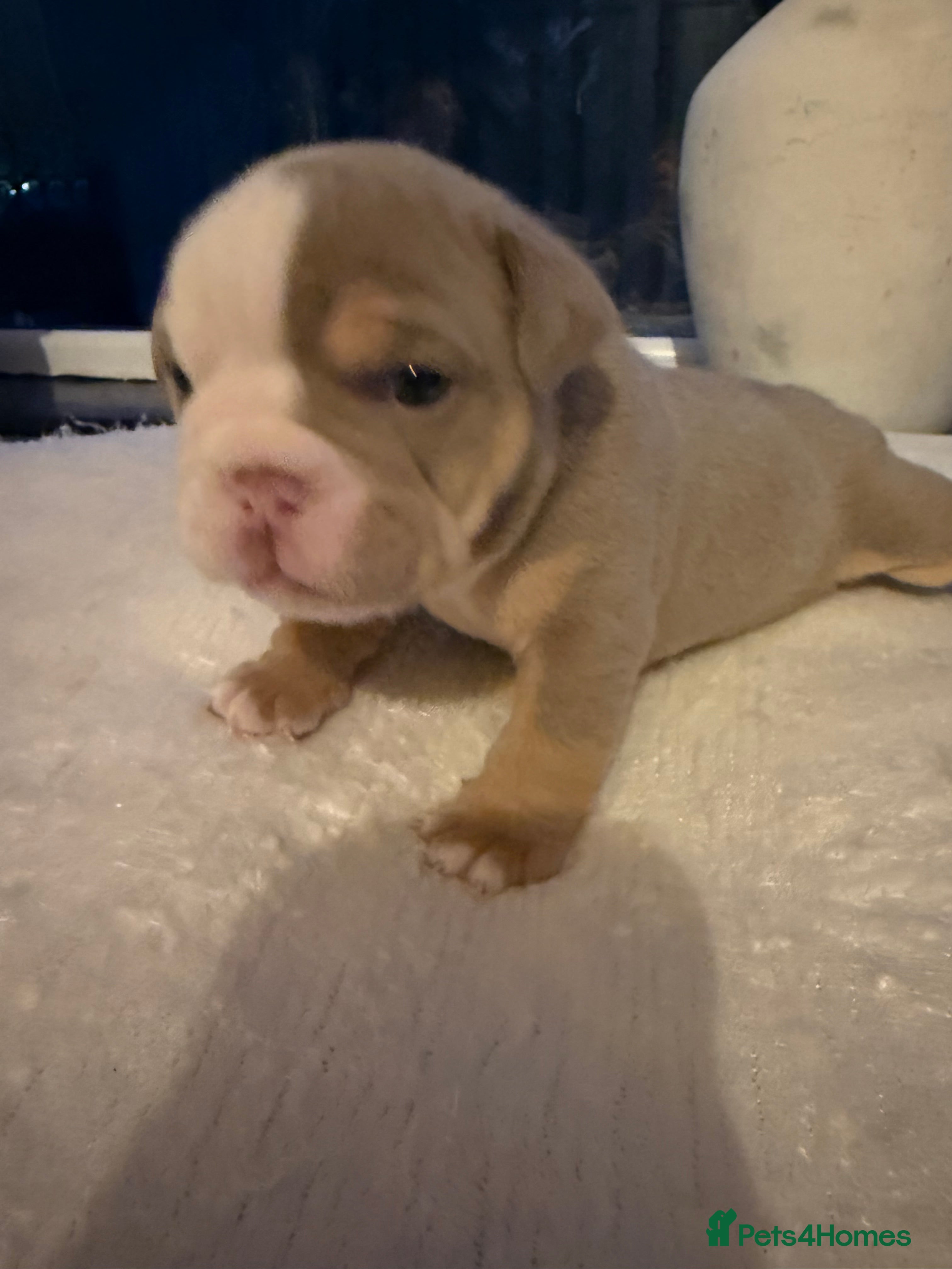 English Bulldog dogs English lilac bulldogs  - Advert 1