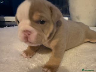 English Bulldog dogs English lilac bulldogs - Advert 2