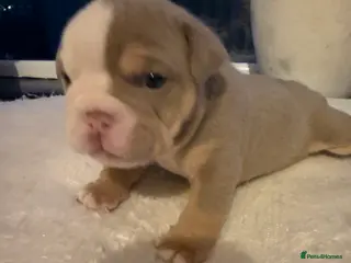 English Bulldog dogs English lilac bulldogs - Advert 5