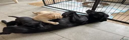 Labrador Retriever dogs for sale: Golden Labrador puppy  in Petworth - Advert 11