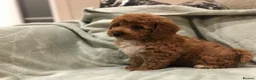 Cavapoo dogs for sale: 🐾Adventures of a curly cavapoo🐕 in Chessington - Advert 18