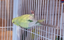 Budgerigars birds for sale: Bonded budgies for sale  - Image 10