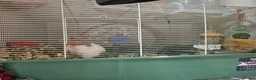 Hamster rodents for sale: Female syrian hamster with set up - Advert 5