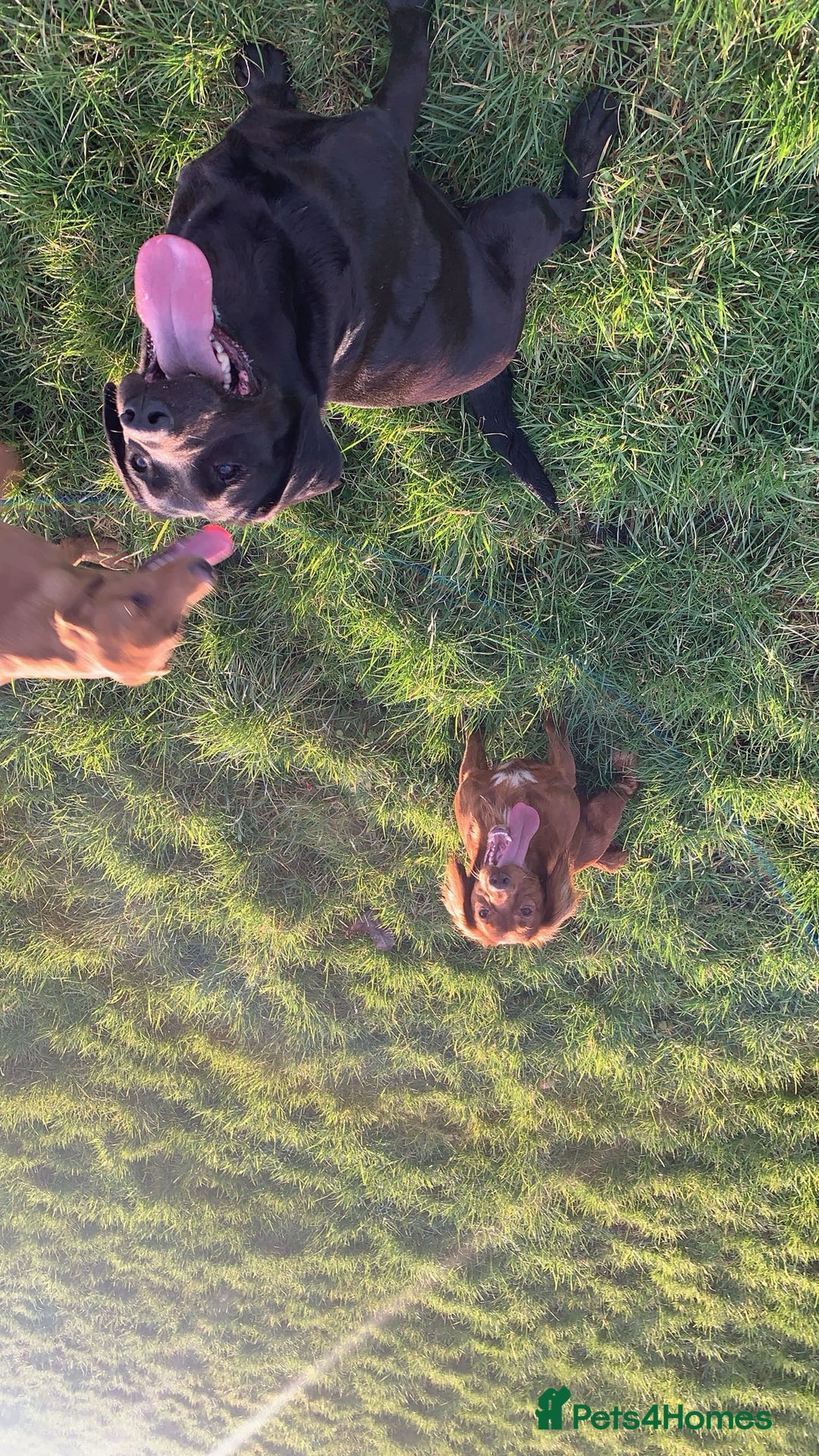 Labrador Retriever dogs for sale: Labrador puppy’s pups pup puppies puppy  - Advert 11