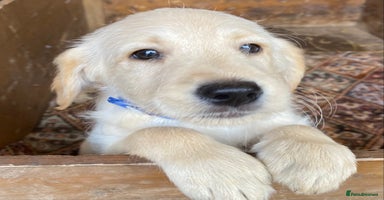 Labradoodle dogs - Advert 1