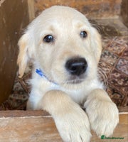 Labradoodle dogs - Advert 12