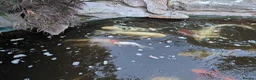 Koi Carp fish for sale: Established Pond Clearance 11 Mixed Koi & Goldfish in Margate - Advert 8