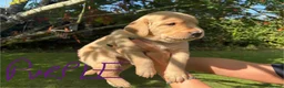 Goldador dogs for sale: Golden Retriever Labrador Puppies - Advert 10