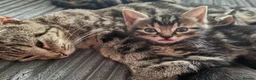 Domestic Shorthair cats for sale: Very playful and lovely kittens - Advert 12
