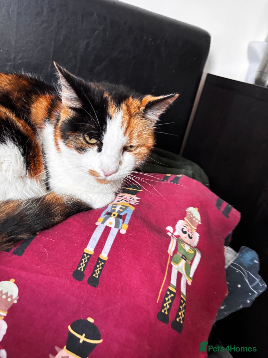 British Shorthair cats for sale: Female Calico - Advert 3