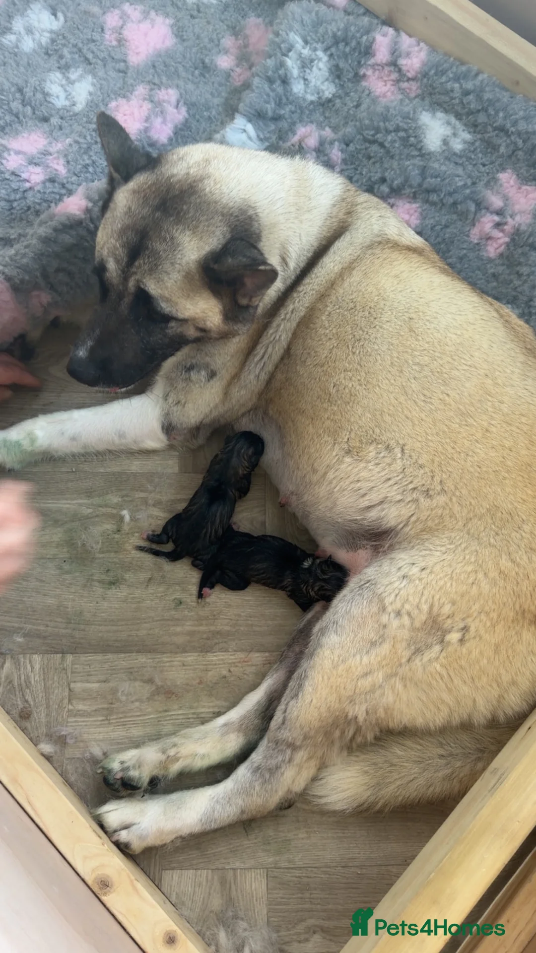 Akita dogs for sale: Akita pups  - Advert 2